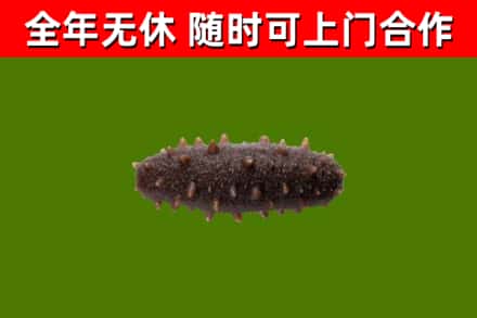 伊吾县回收海参干